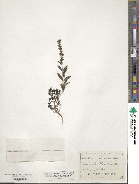 Veronica fruticulosa image