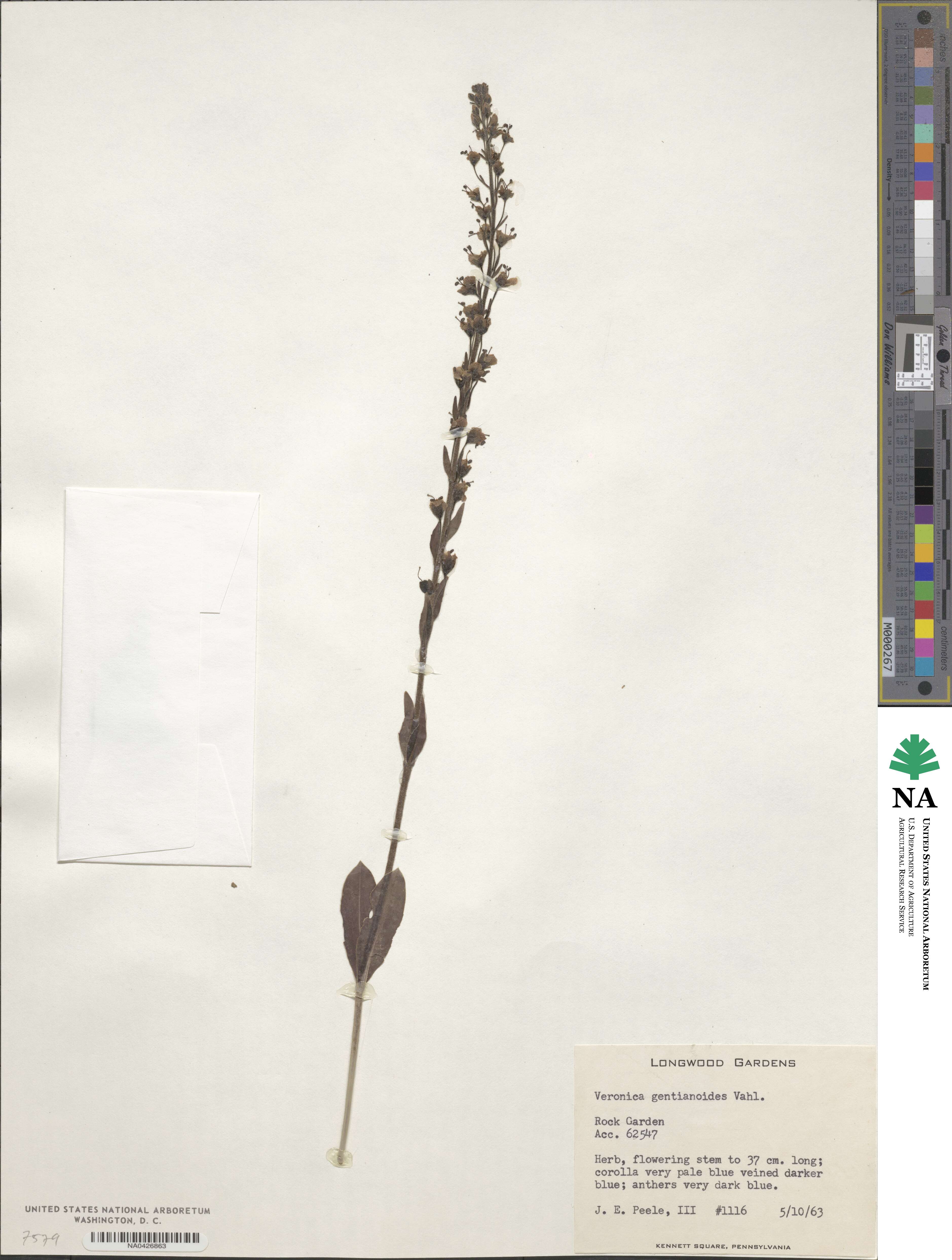 Veronica gentianoides image