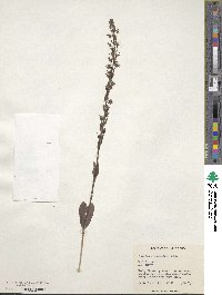 Veronica gentianoides image