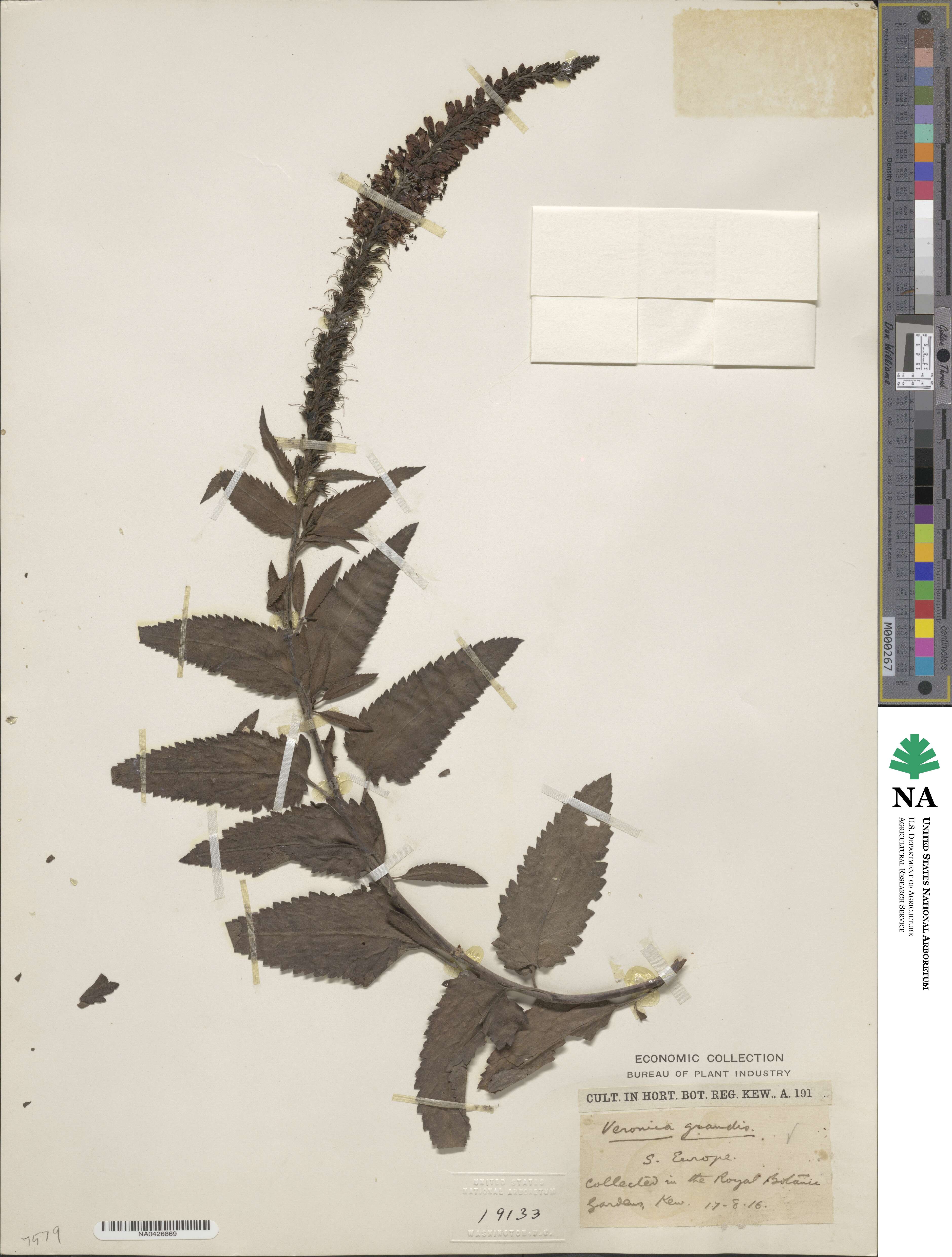 Veronica daurica image