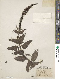 Veronica daurica image