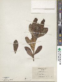 Veronica speciosa image