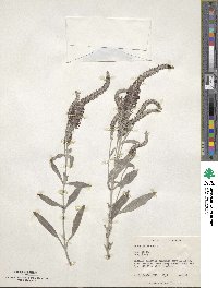 Veronica incana image