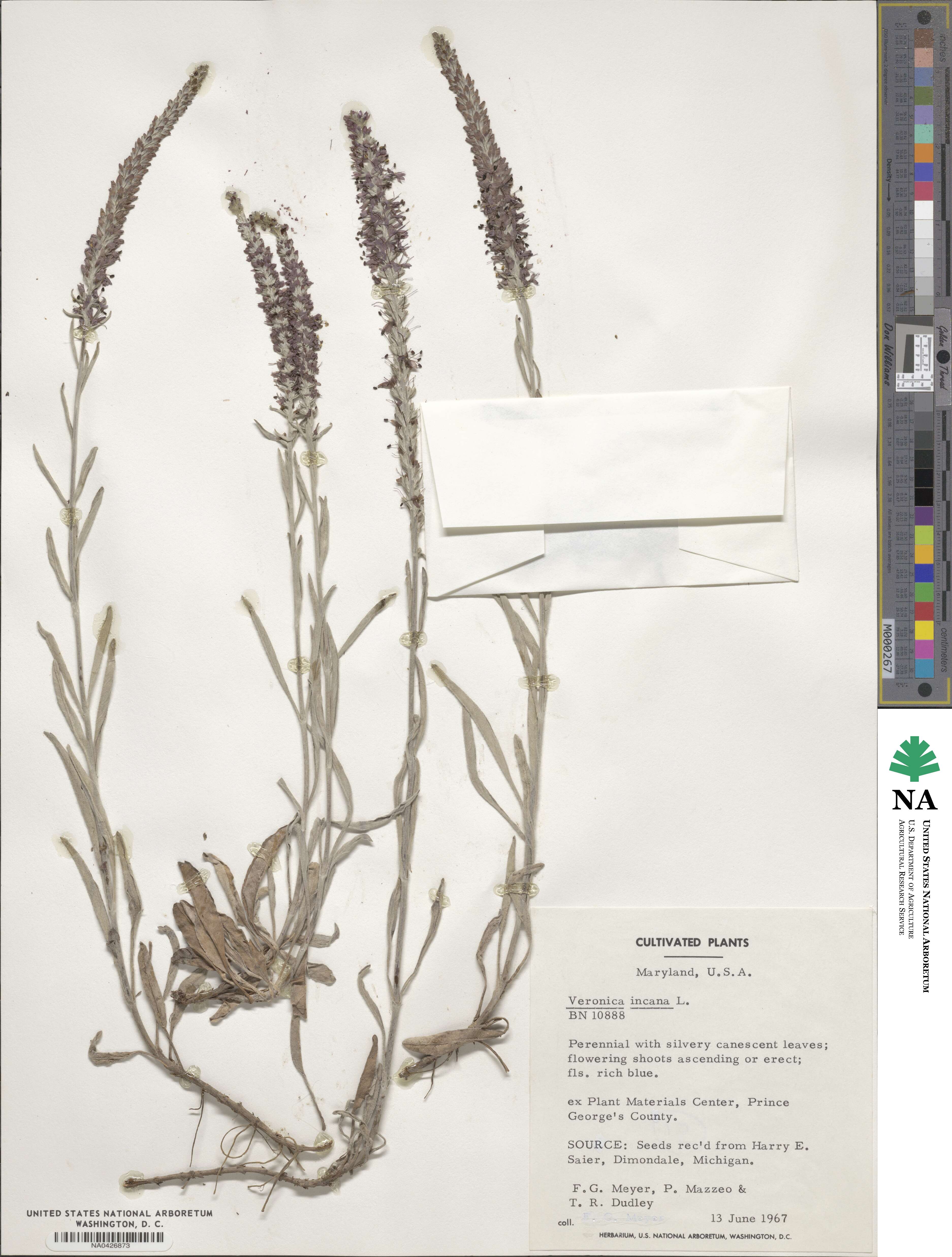 Veronica incana image
