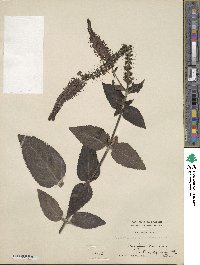 Veronica speciosa image