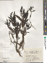 Veronica undulata image