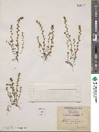 Veronica arvensis image