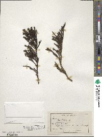 Image of Veronica armstrongii