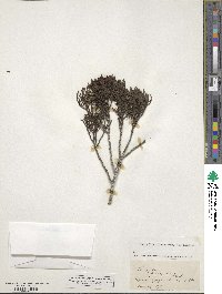 Veronica cupressoides image