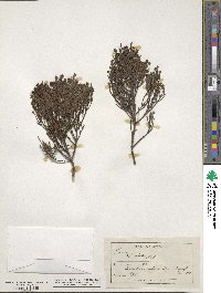 Veronica cupressoides image