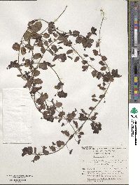 Veronica persica image