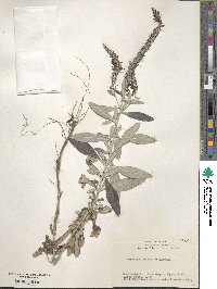 Veronica ornata image