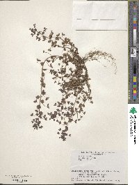 Veronica persica image