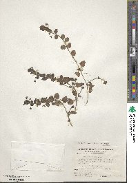 Veronica persica image