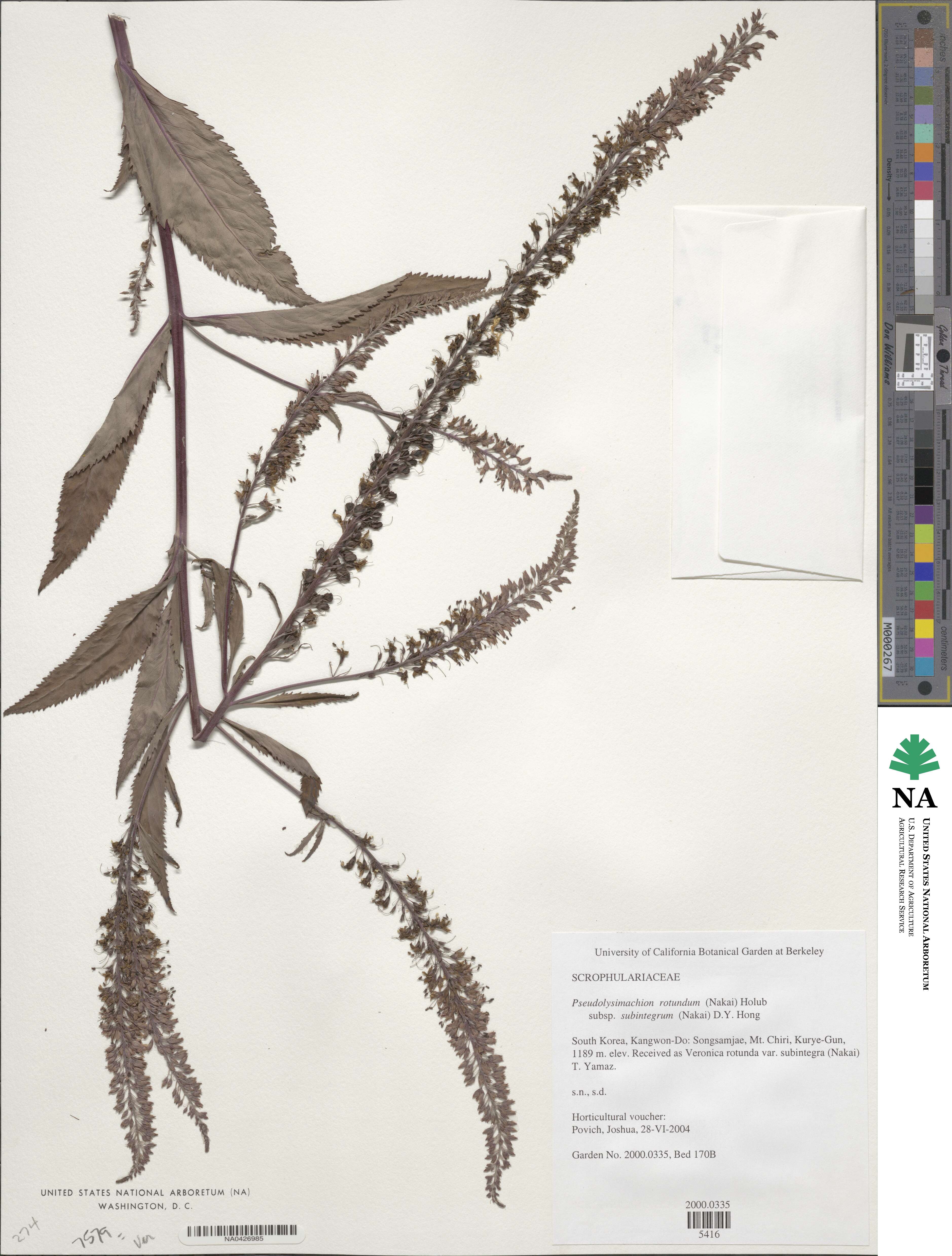 Veronica rotunda image