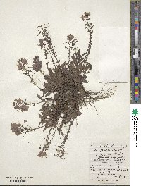 Veronica schmidtiana image