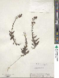 Veronica schmidtiana image