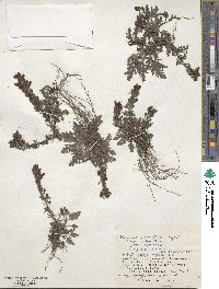 Veronica schmidtiana image