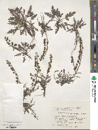 Veronica schmidtiana image