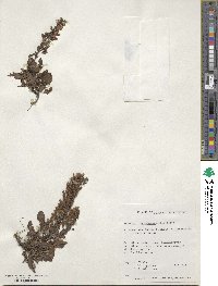 Veronica schmidtiana image