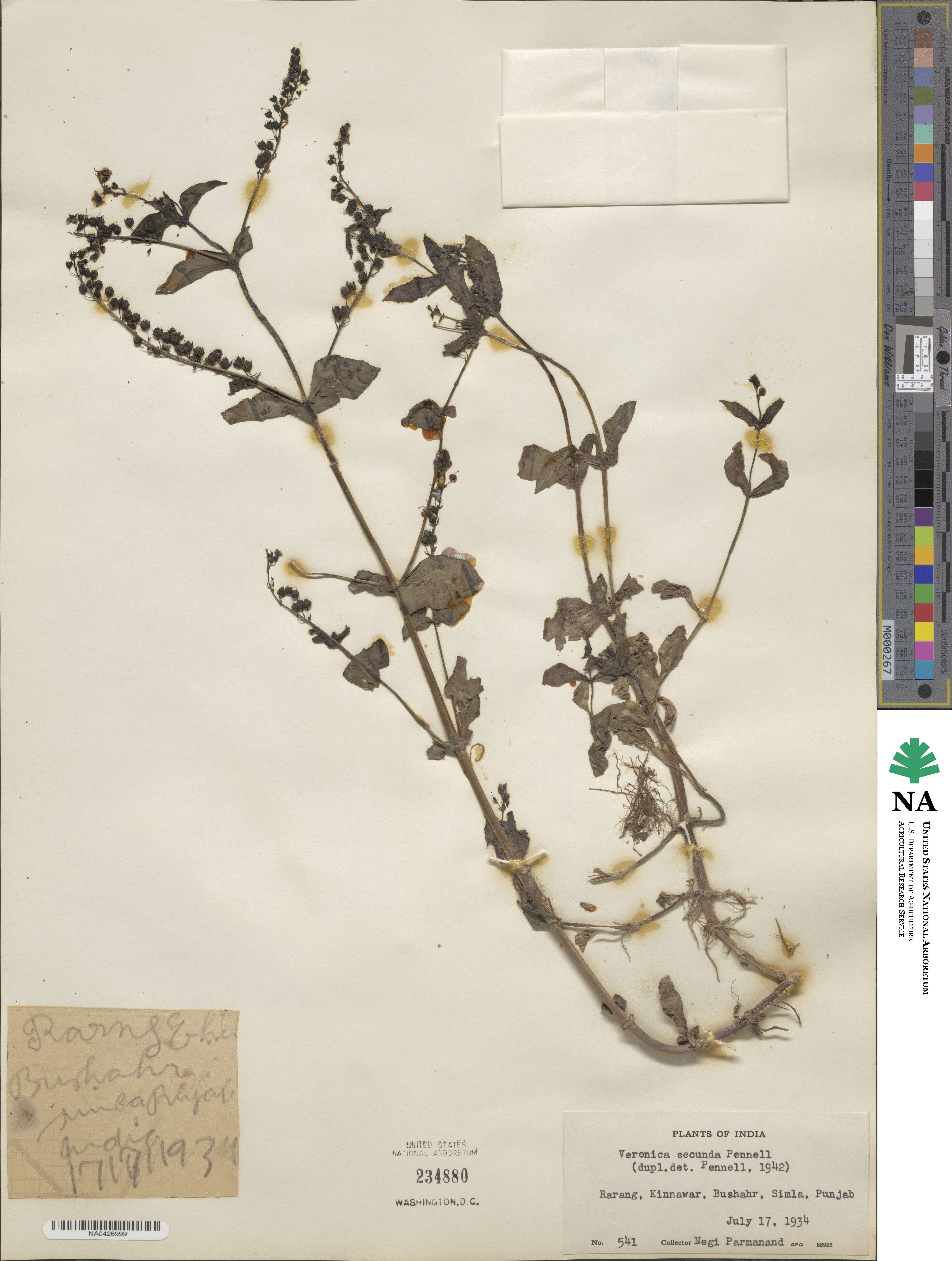 Veronica michauxii image