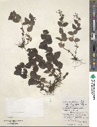 Veronica wormskjoldii subsp. nutans image