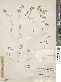 Veronica stewartii image