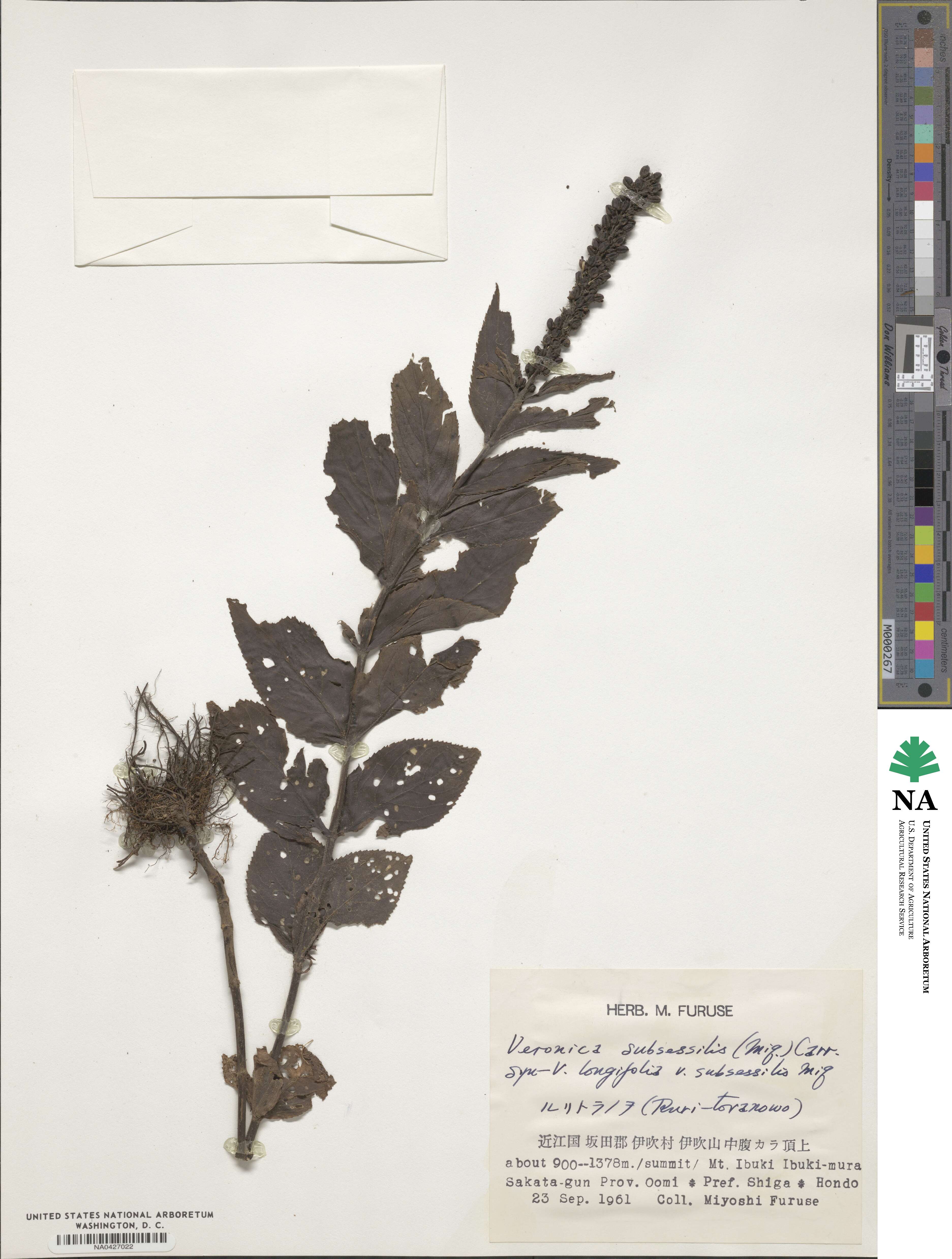 Veronica subsessilis image