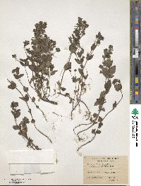 Veronica ciliata subsp. cephaloides image