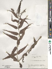 Veronica ovata image