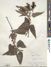 Veronica ovata image