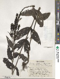 Veronica rotunda subsp. subintegra image