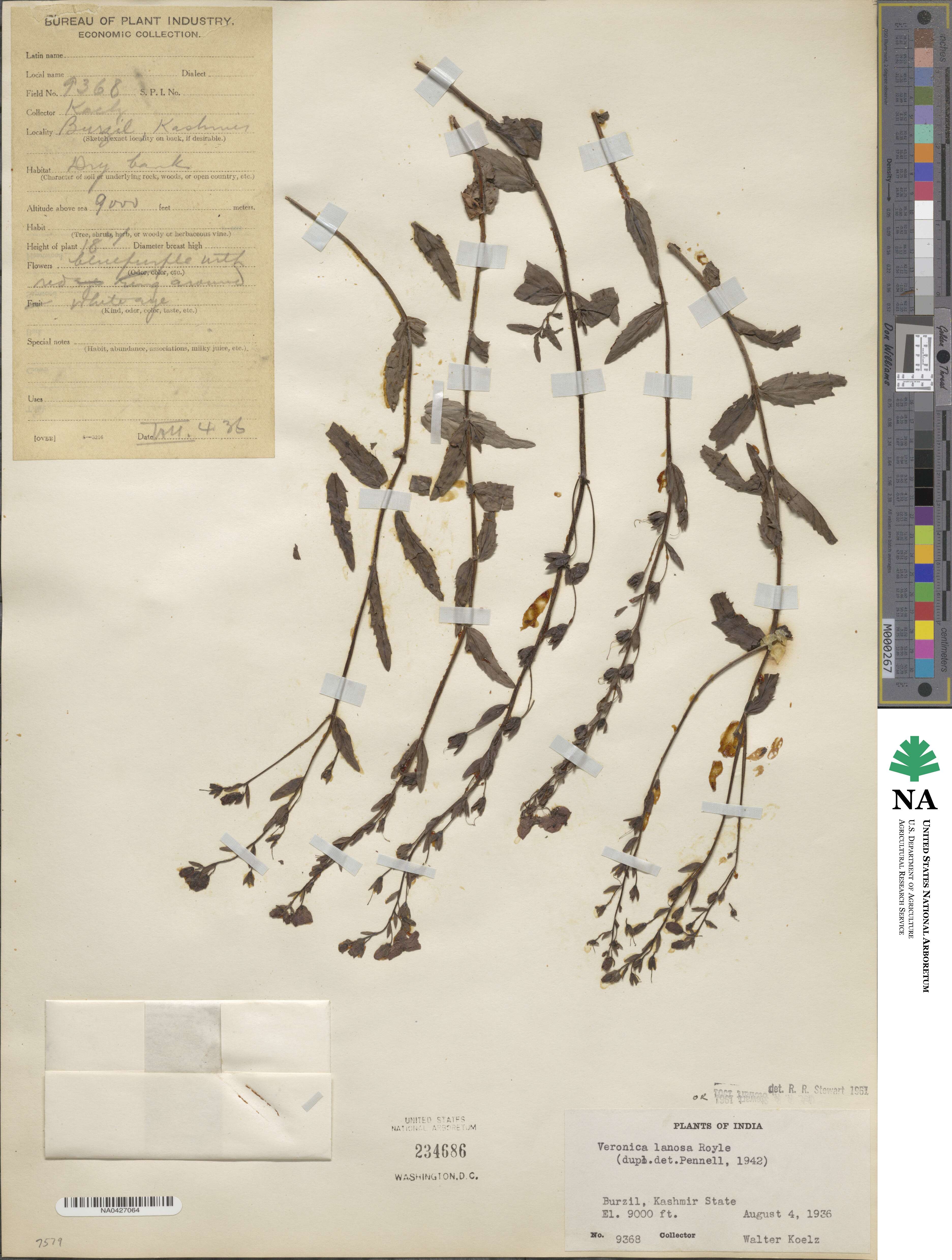 Veronica lanosa image