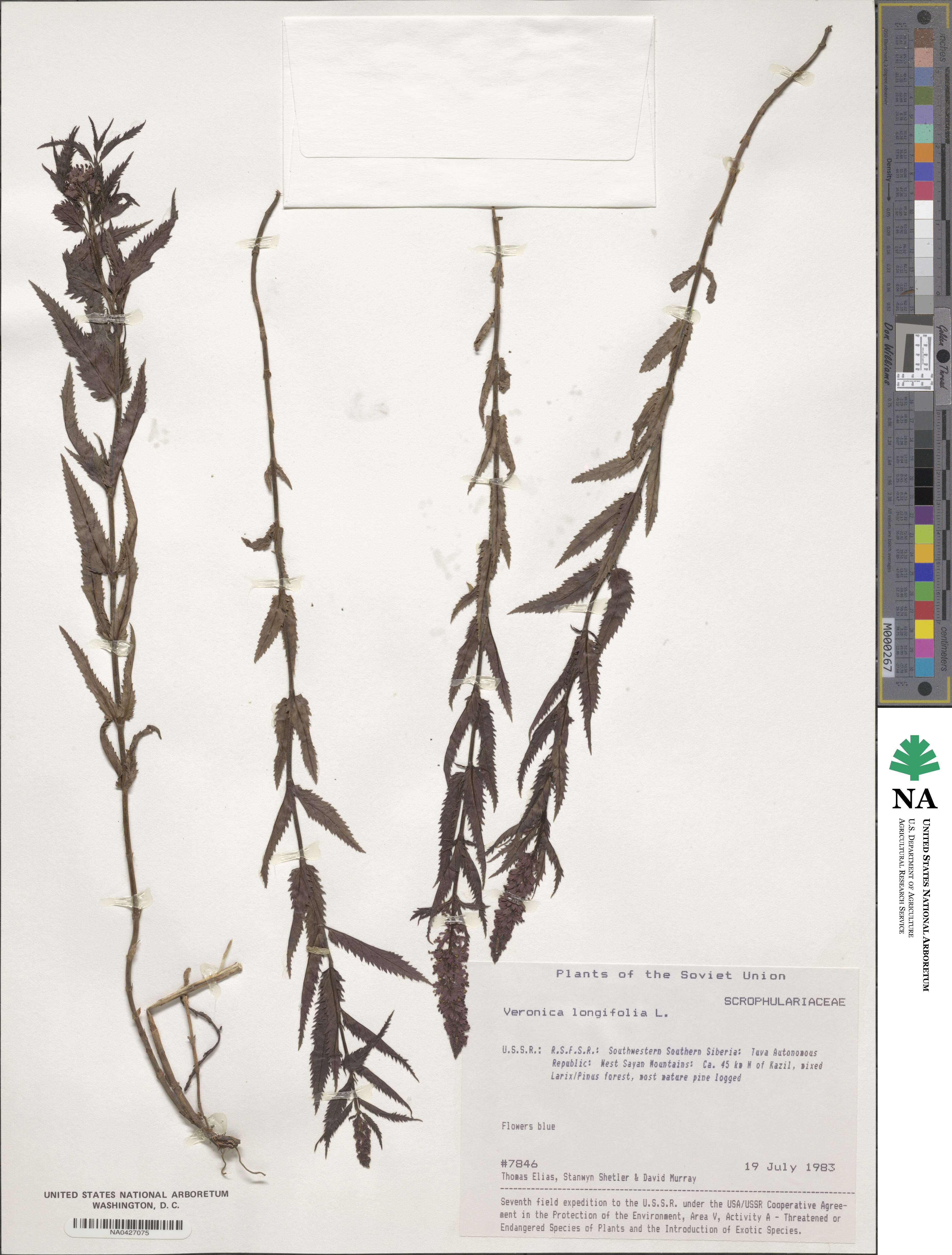 Veronica longifolia image