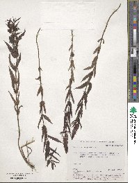 Veronica longifolia image