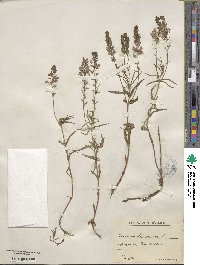 Veronica teucrium image