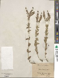 Veronica teucrium image