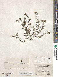 Veronica teucrium image