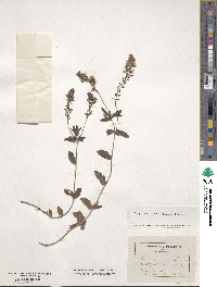 Veronica teucrium image