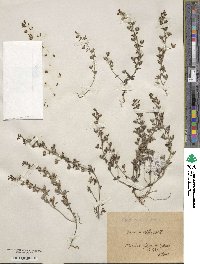 Veronica triphyllos image