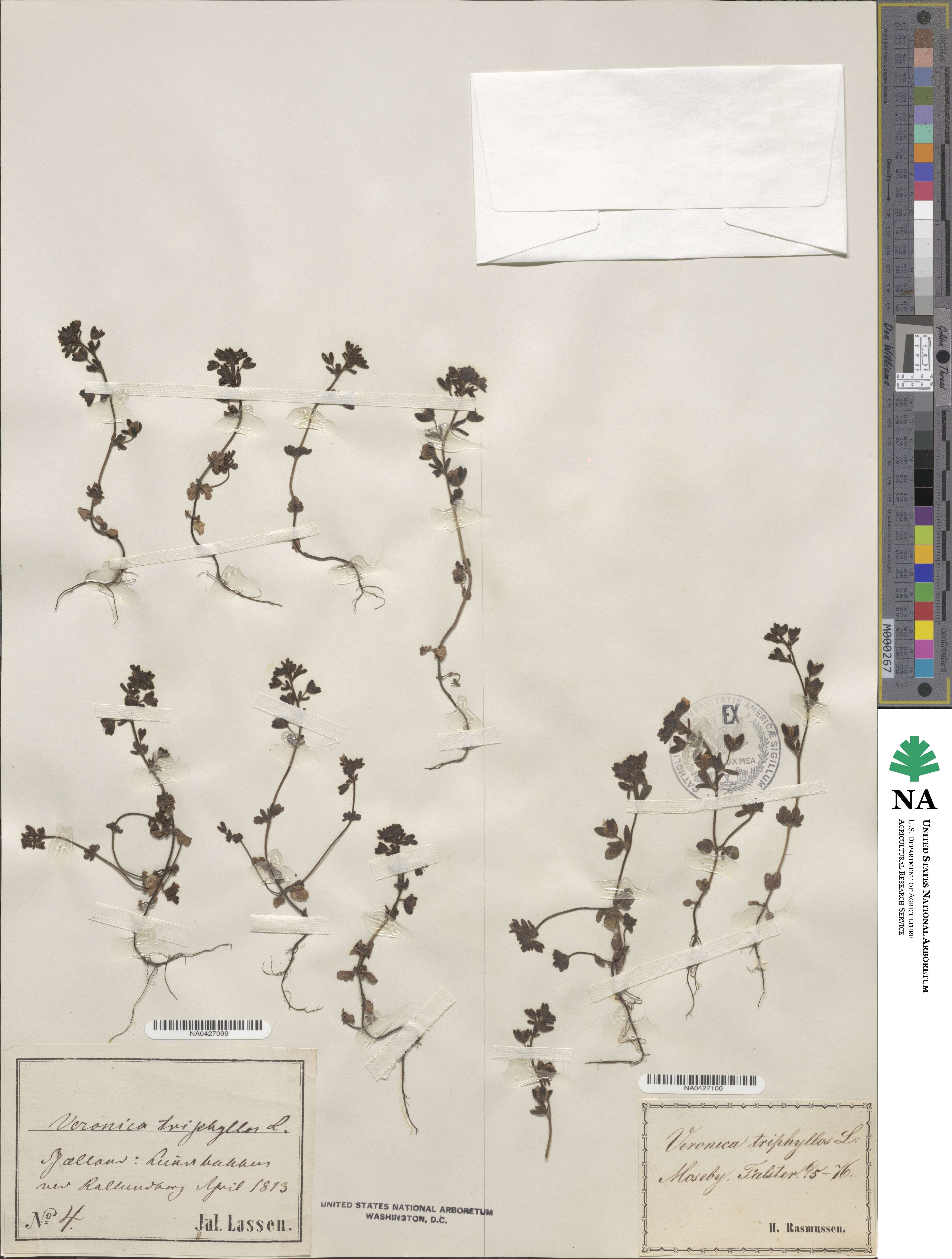 Veronica triphyllos image