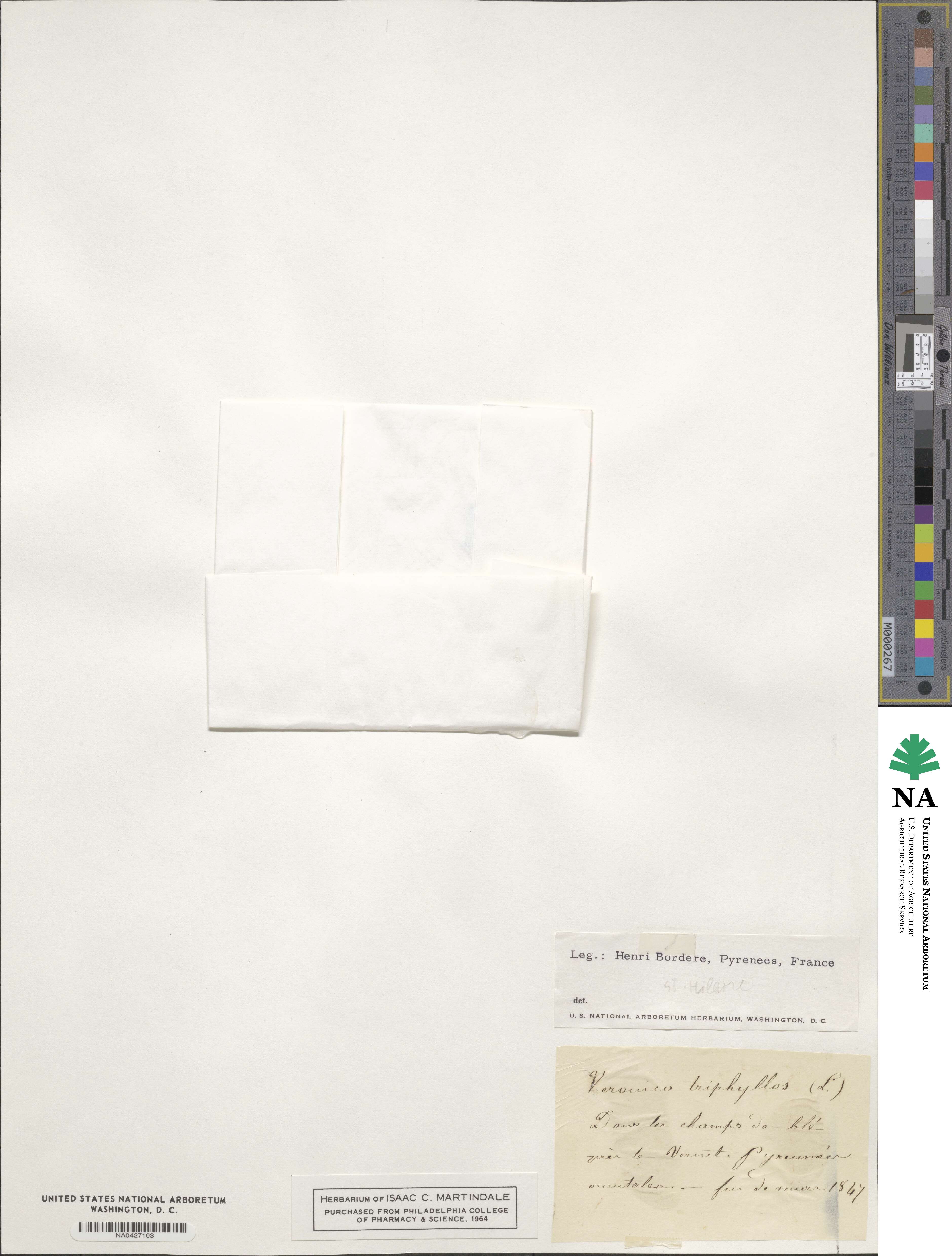 Veronica triphyllos image