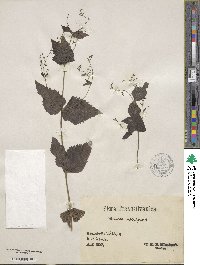 Veronica urticifolia image