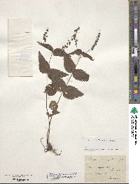 Veronica urticifolia image