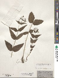 Veronica urticifolia image