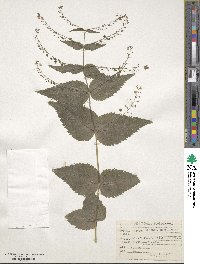 Veronica urticifolia image