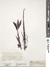 Veronicastrum virginicum image