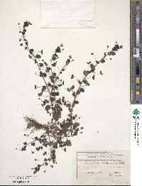 Veronica persica image