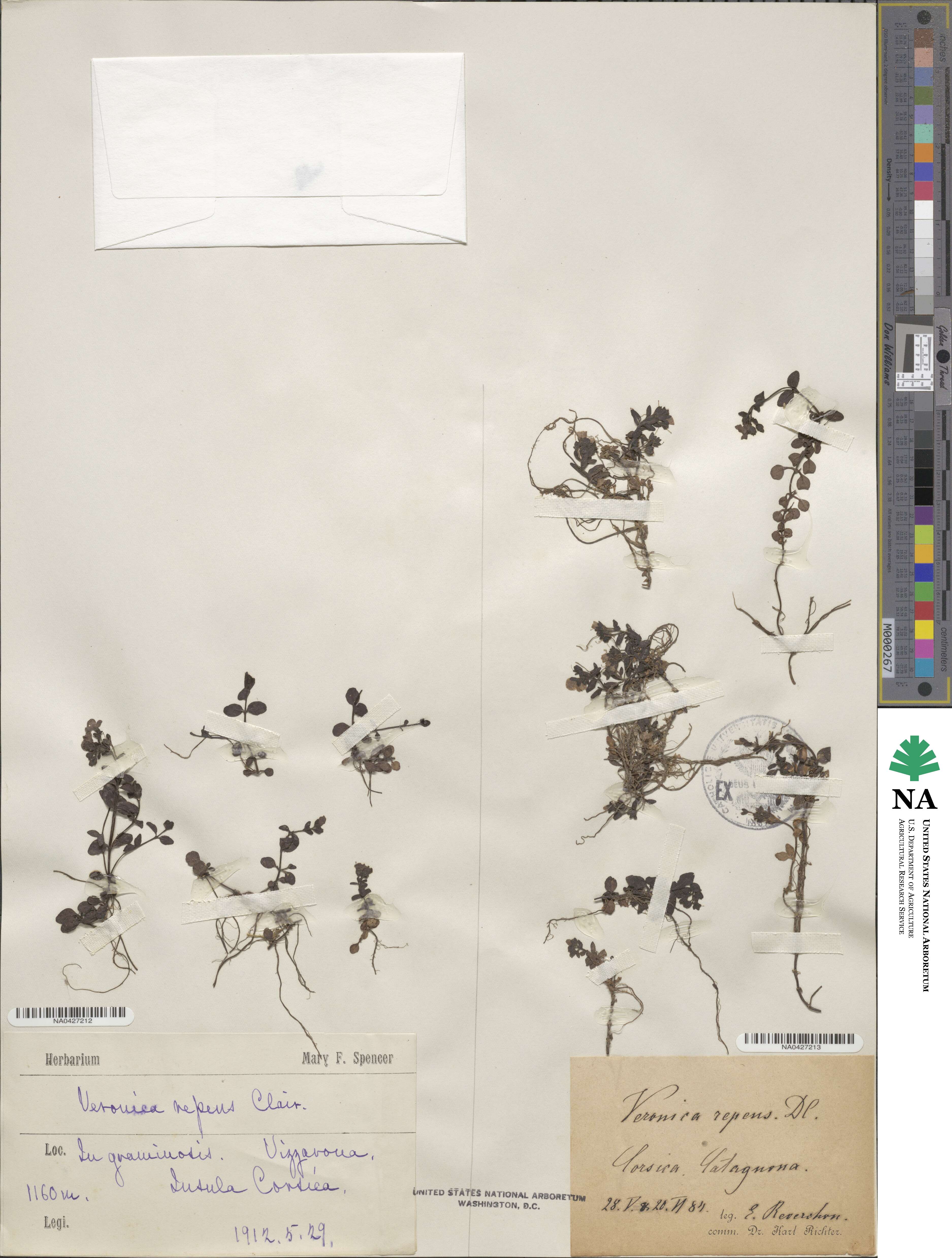 Veronica repens image