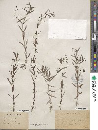 Veronica scutellata image